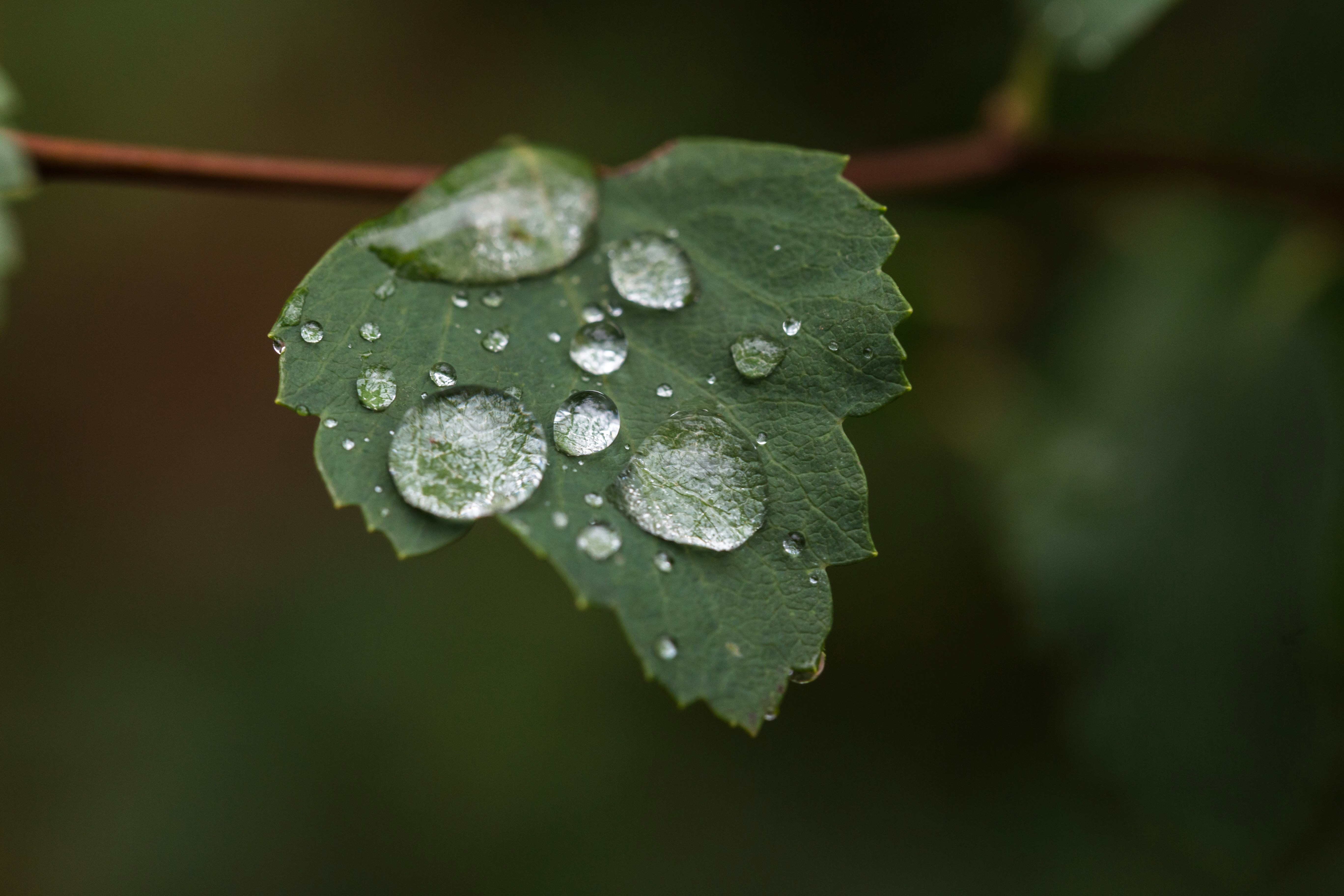 Photo by blooddrainer