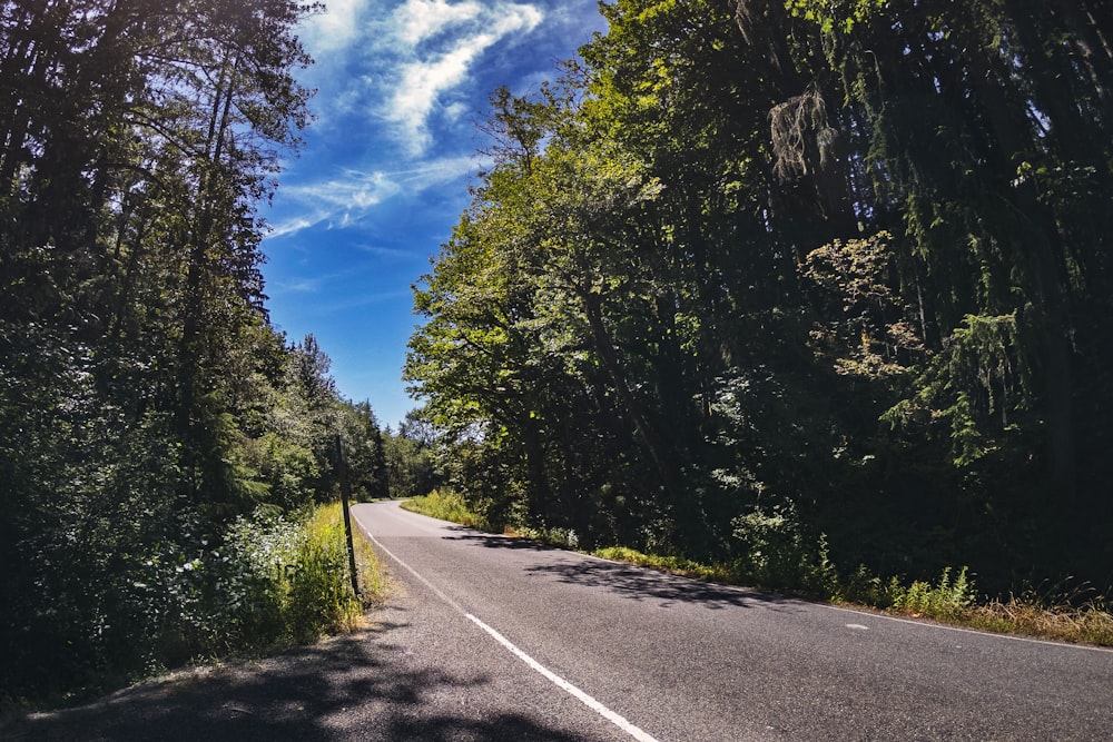 a road surrounded by trees and a blue sky