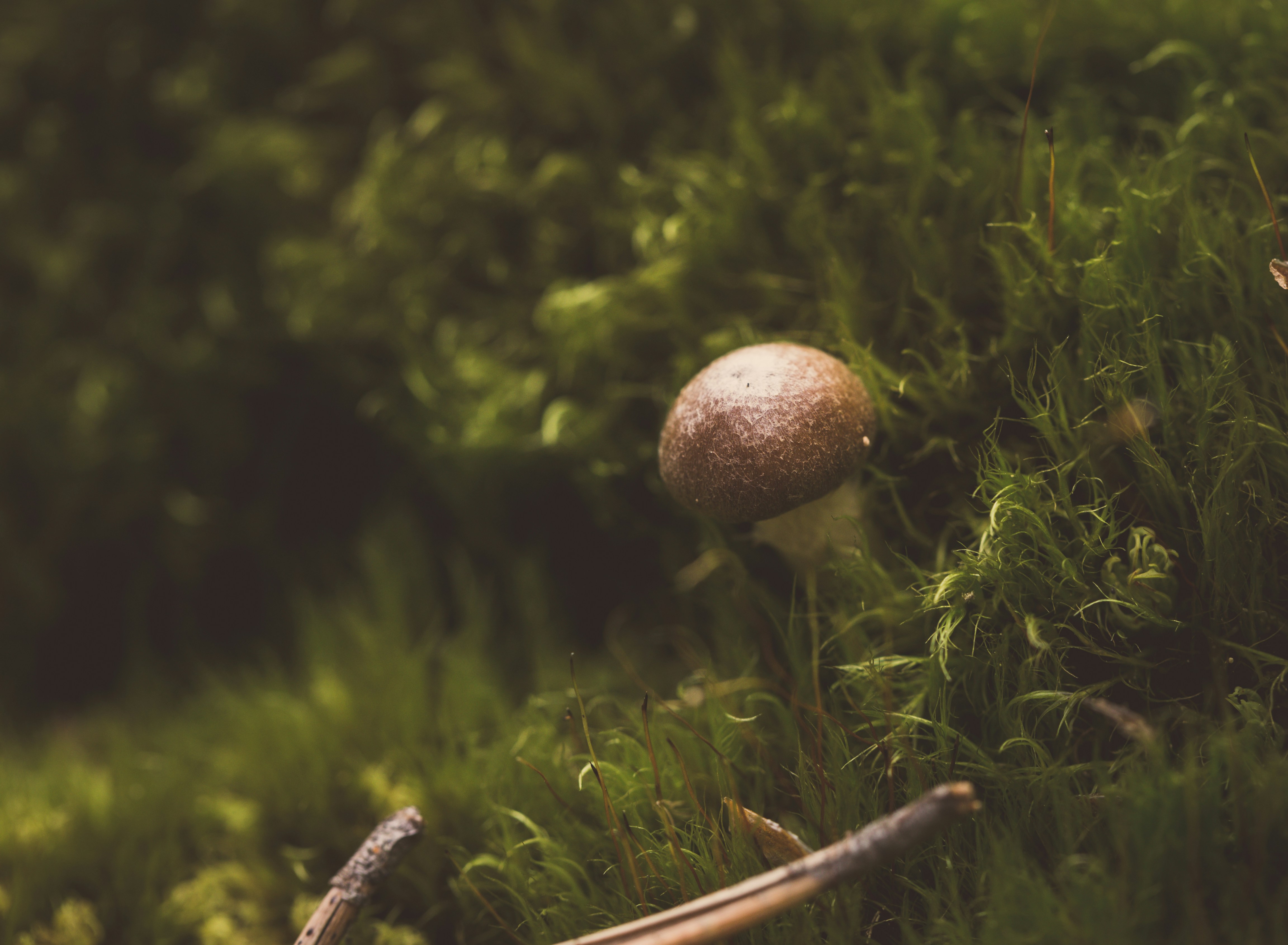 Photo by blooddrainer