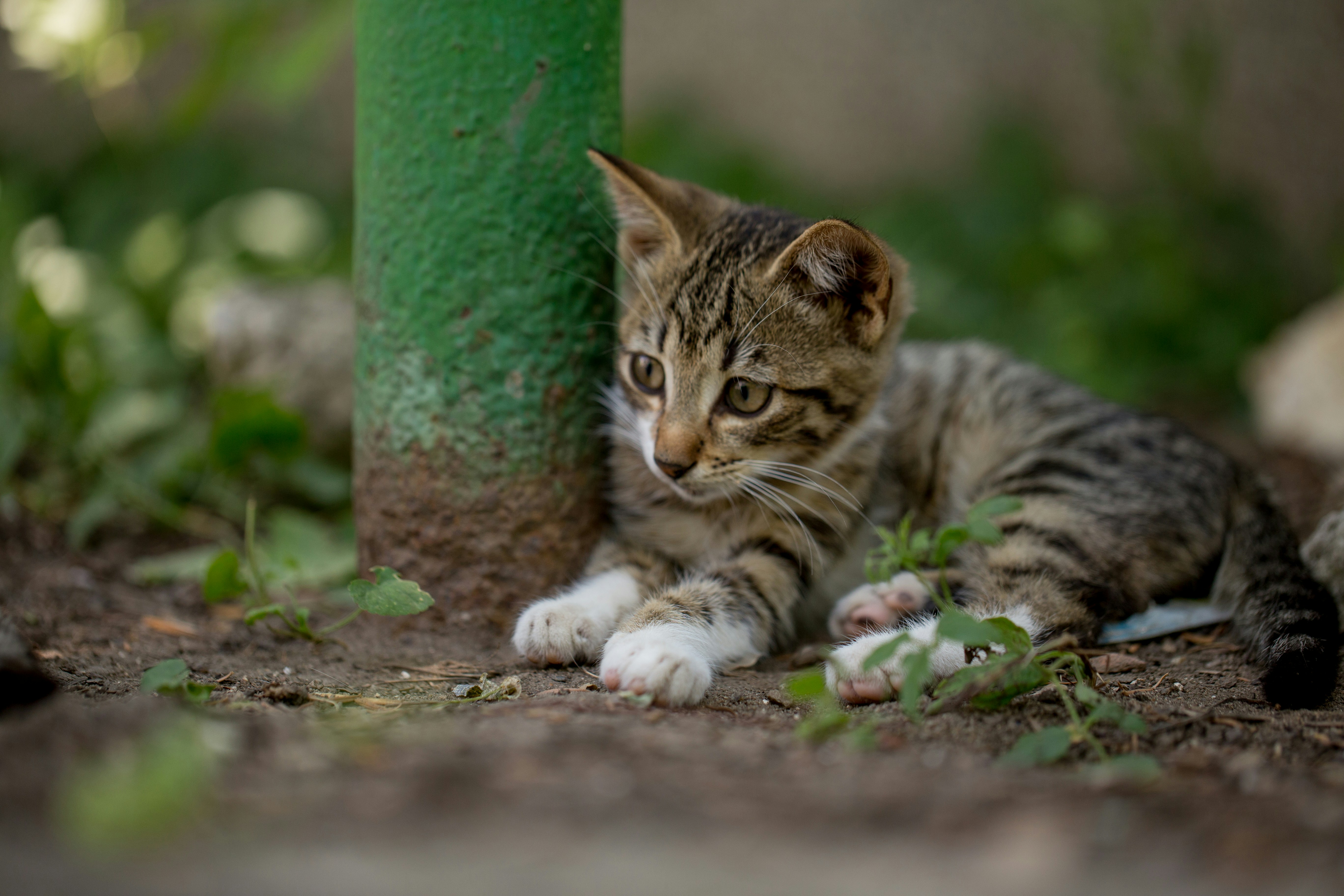 Photo by blooddrainer