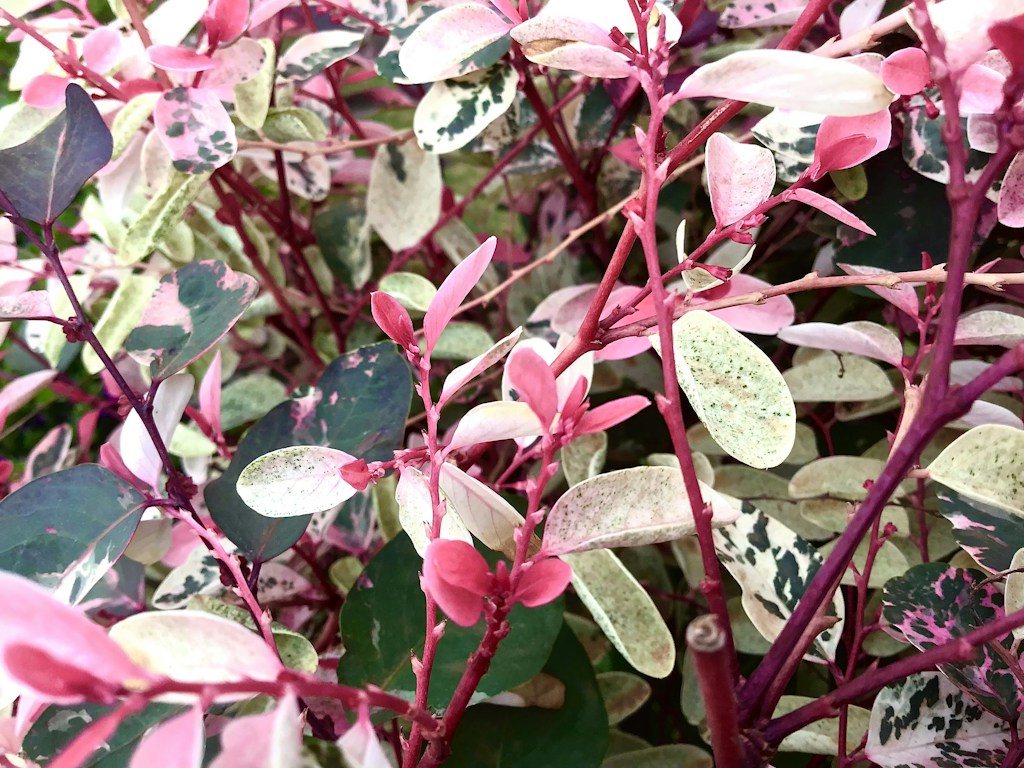 Variegated Pink Princess