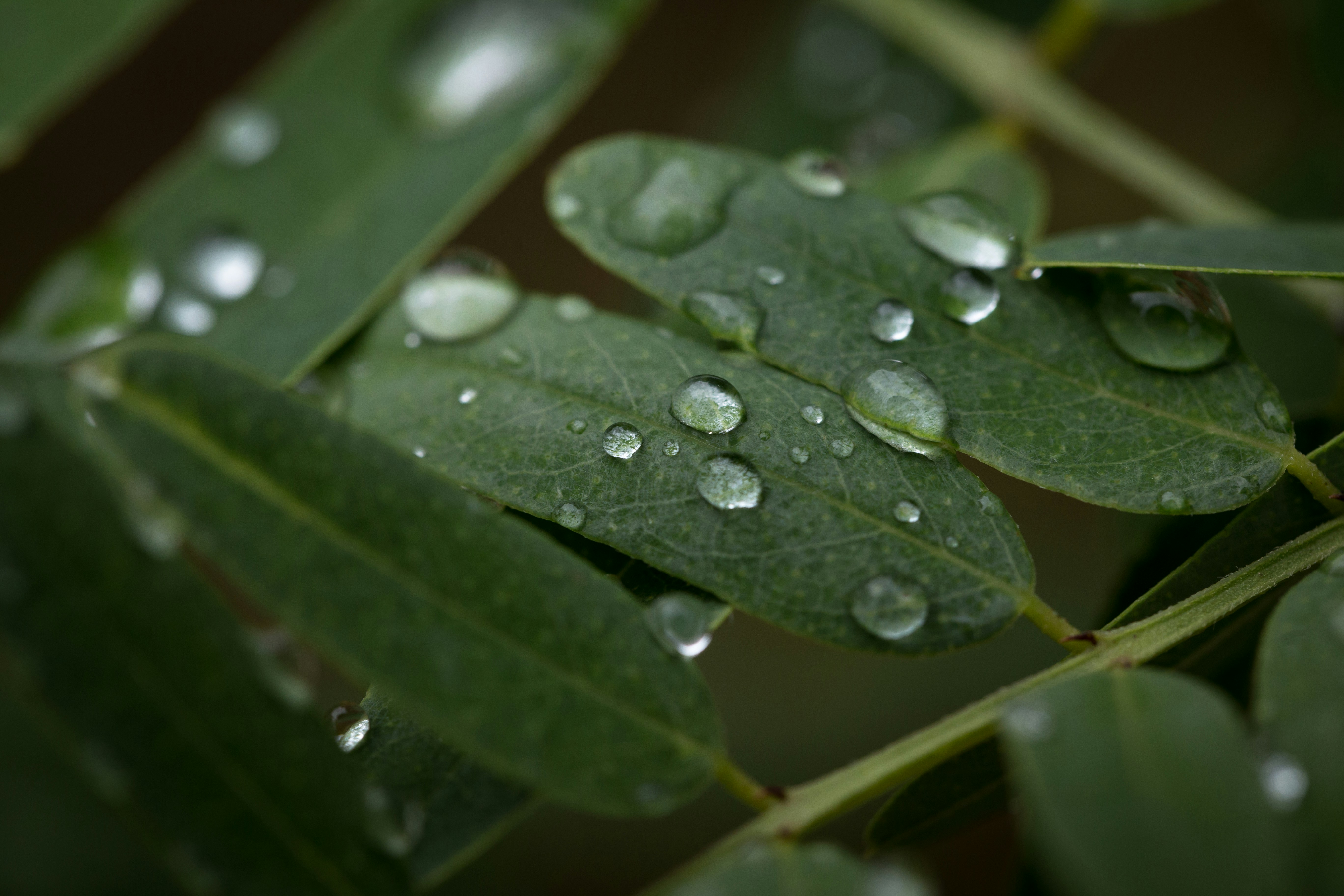 Photo by blooddrainer