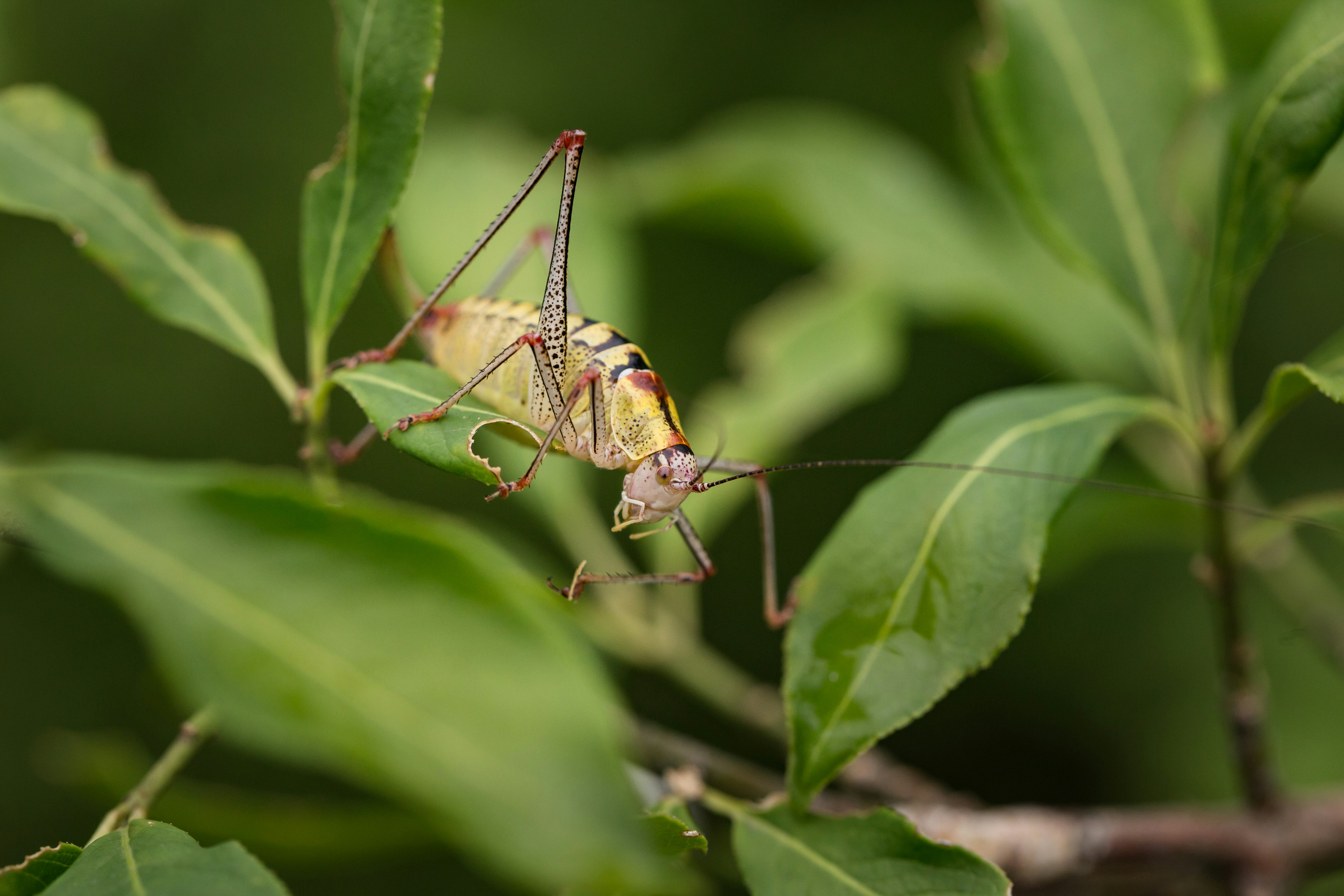 Photo by blooddrainer