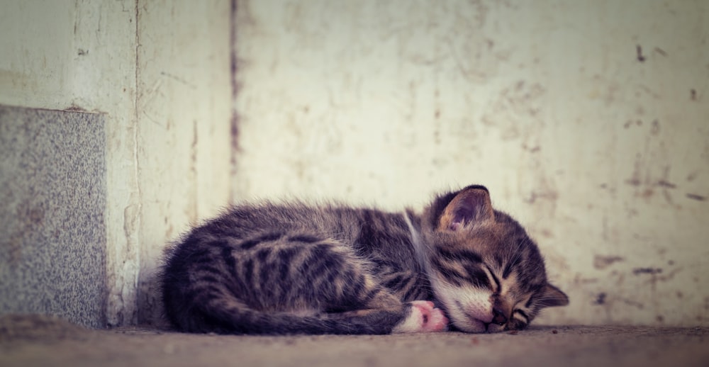 a small kitten sleeping on the floor next to a wall