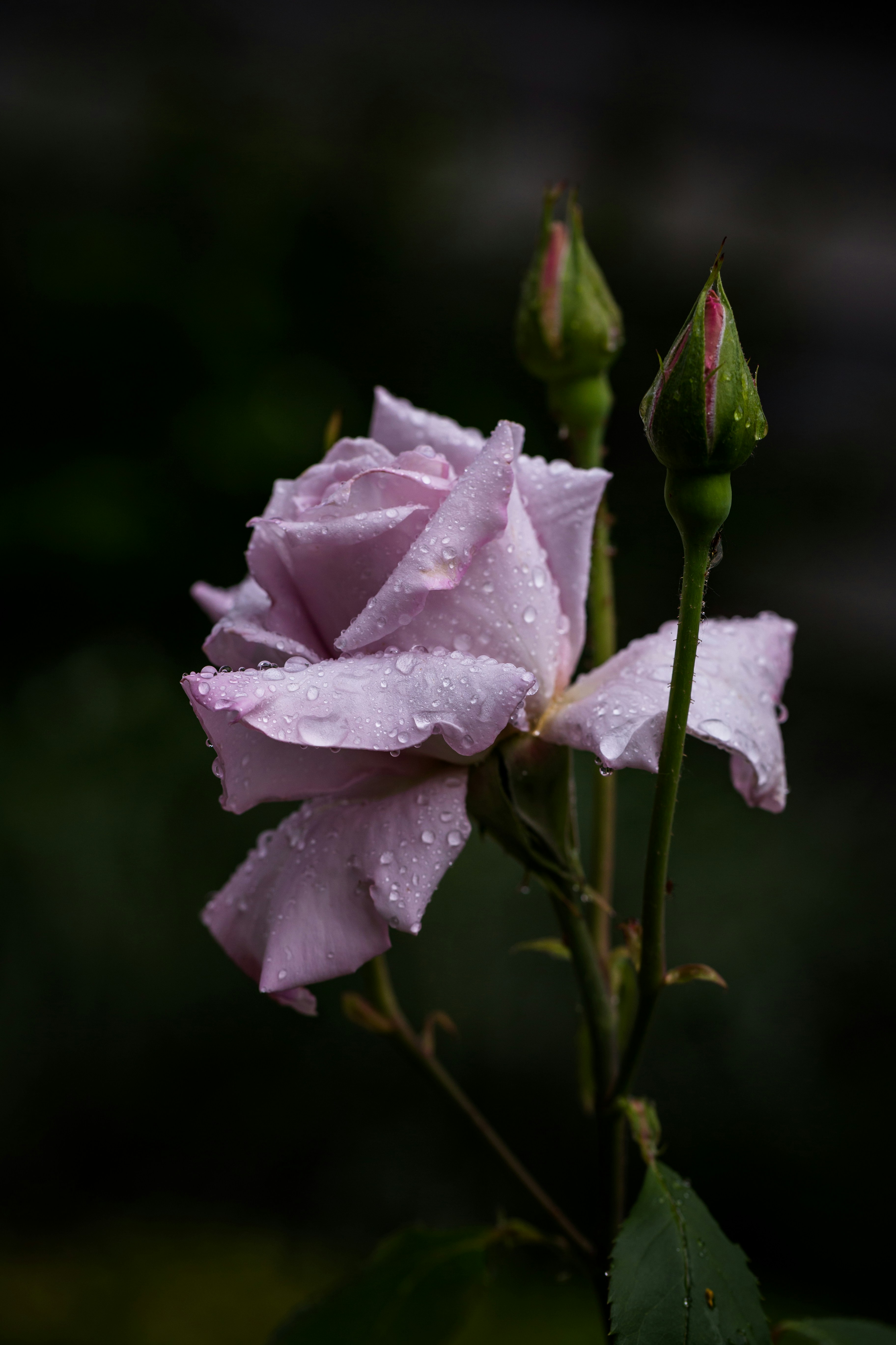 a pink rose with water droplets on it