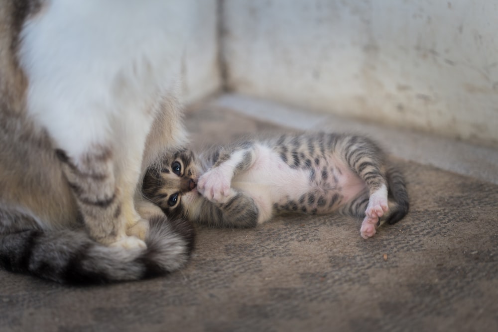 a cat playing with a kitten on the floor