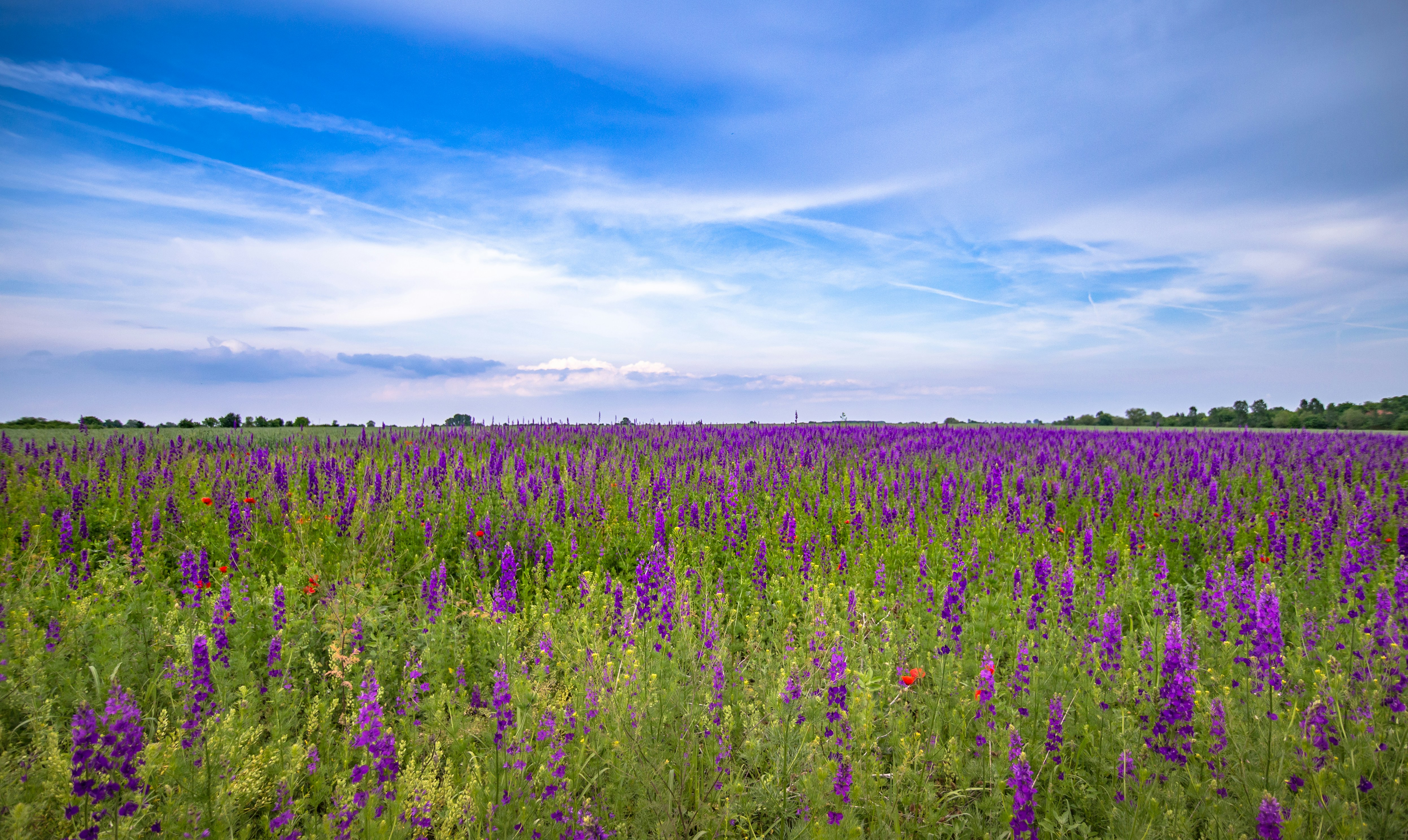 Photo by blooddrainer