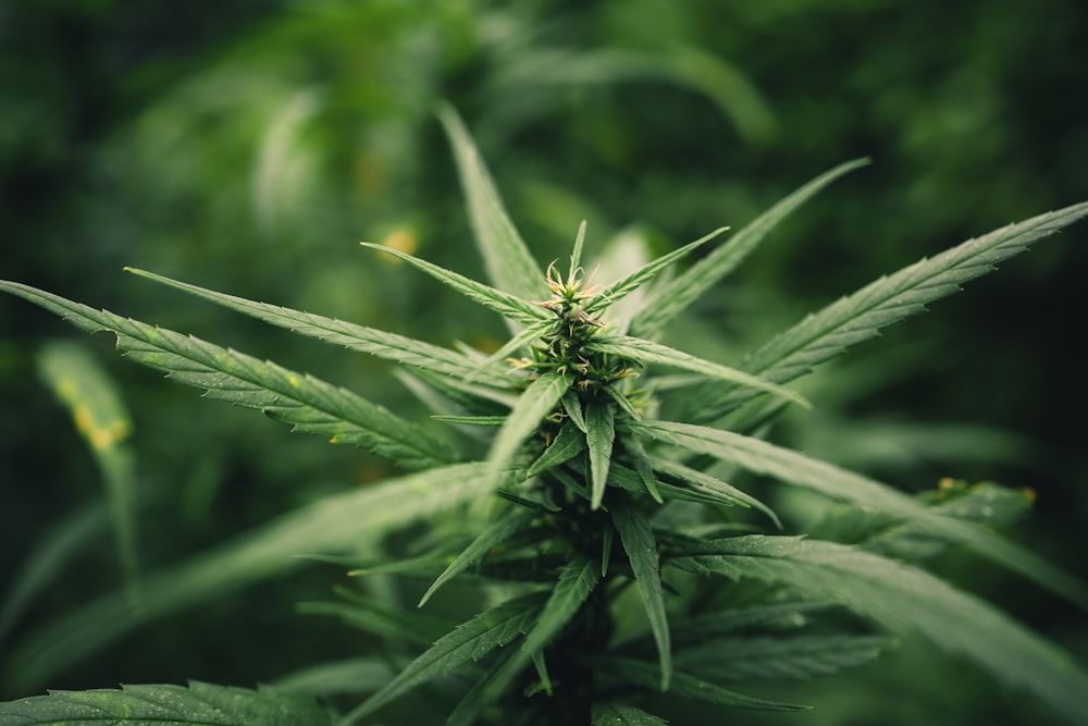 a close up of a marijuana plant in a field