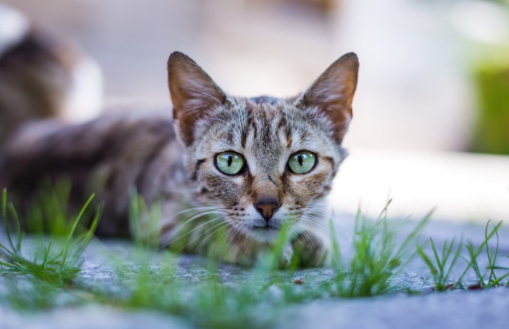 a close up of a cat laying on the ground