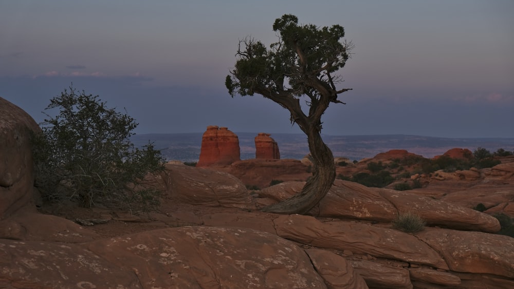 a lone tree in the middle of a desert