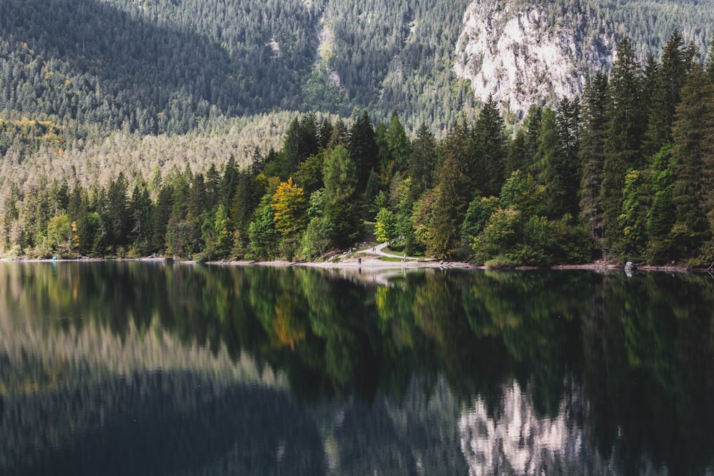 a large body of water surrounded by forest