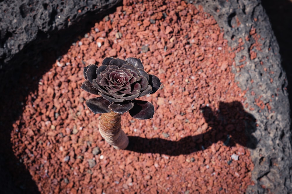 a small black flower sitting on top of a red rock