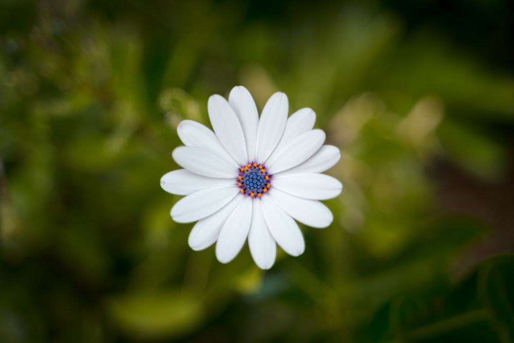 a close up of a white flower with a blue center