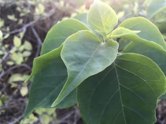 Close-up of a rare leafy plant thriving in natural sunlight with earthy tones surrounding it.