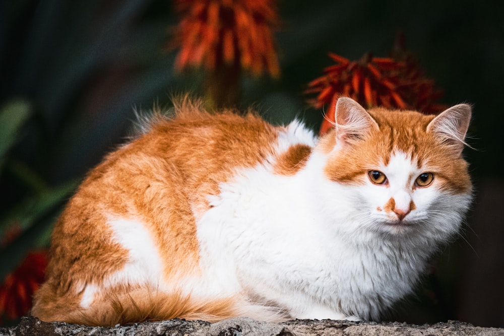 an orange and white cat sitting on a rock