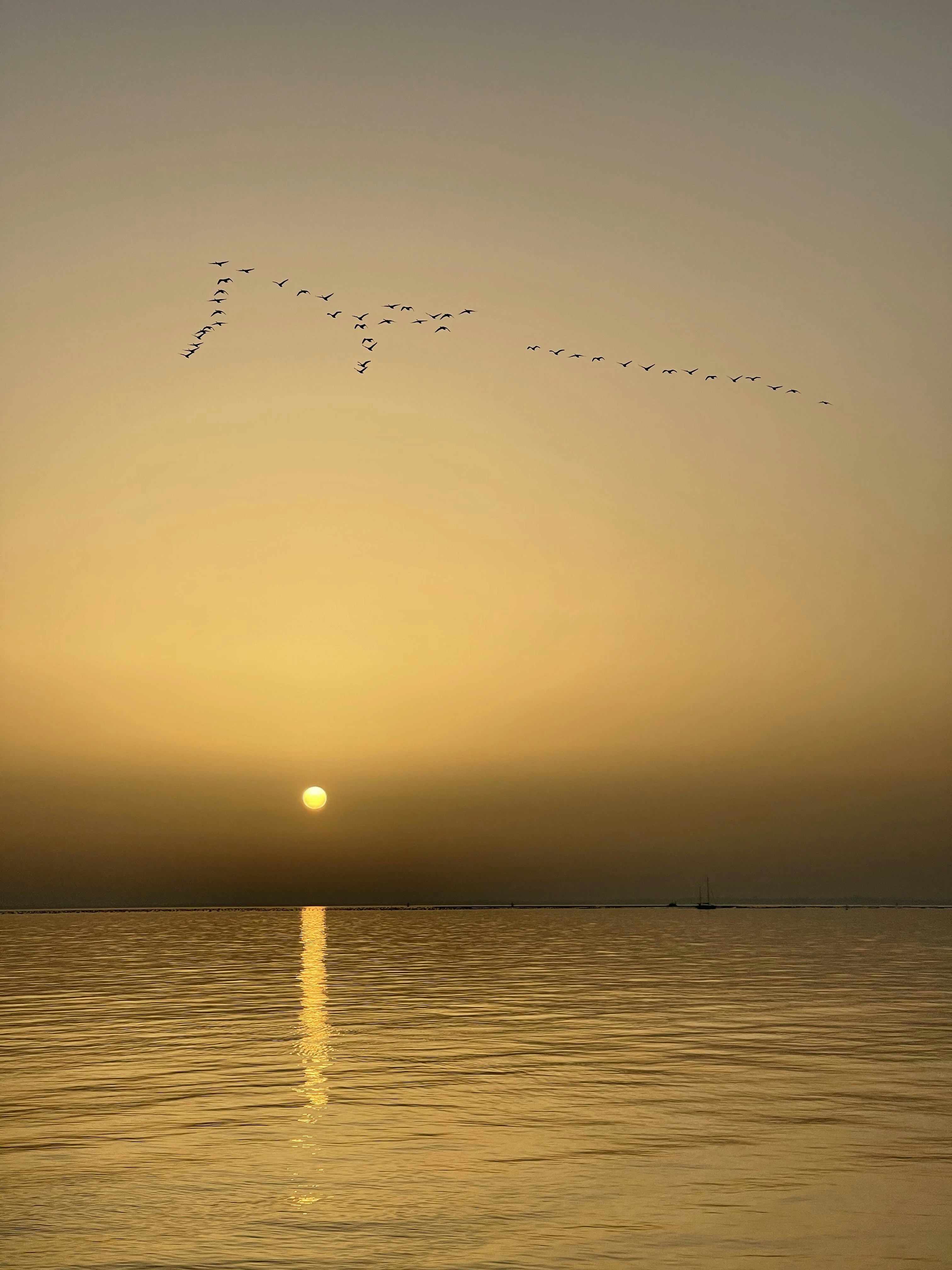 a flock of birds flying over the ocean at sunset
