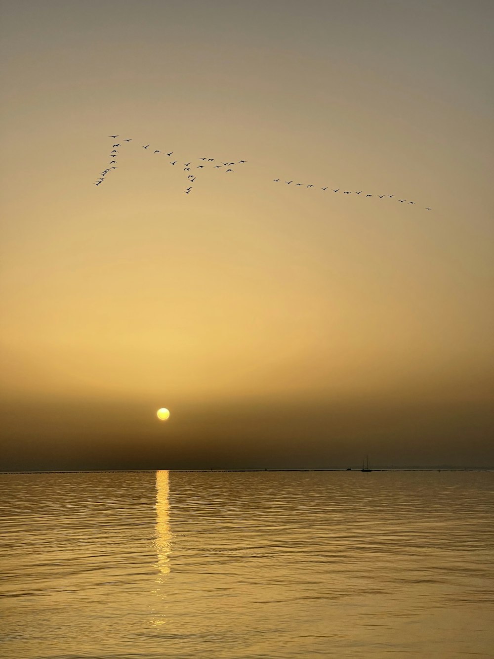 a flock of birds flying over the ocean at sunset