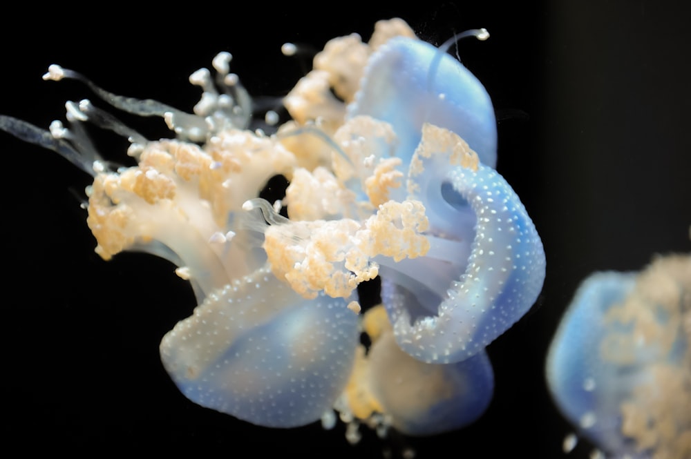 a close up of a jellyfish on a black background