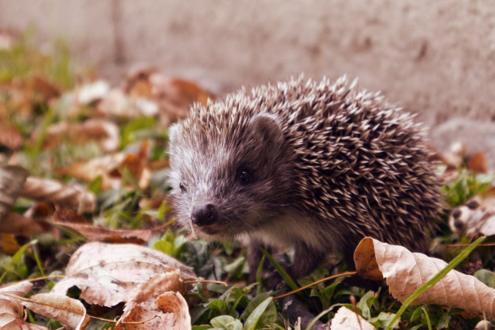 a hedgehog is walking through the grass