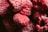 A close-up of several frozen raspberries, displaying their intricate textures and frosty surfaces.