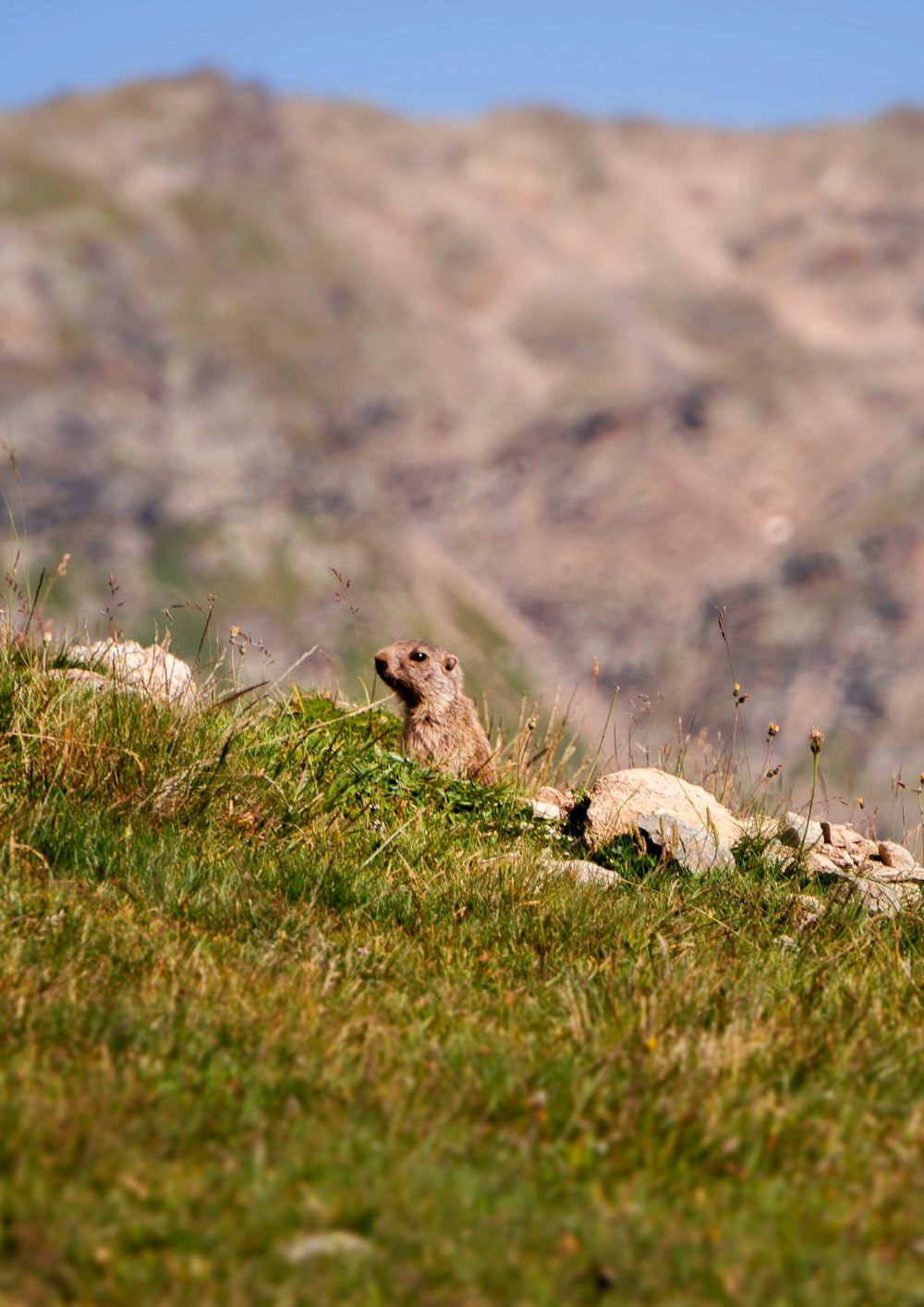 a group of sheep laying on top of a lush green hillside