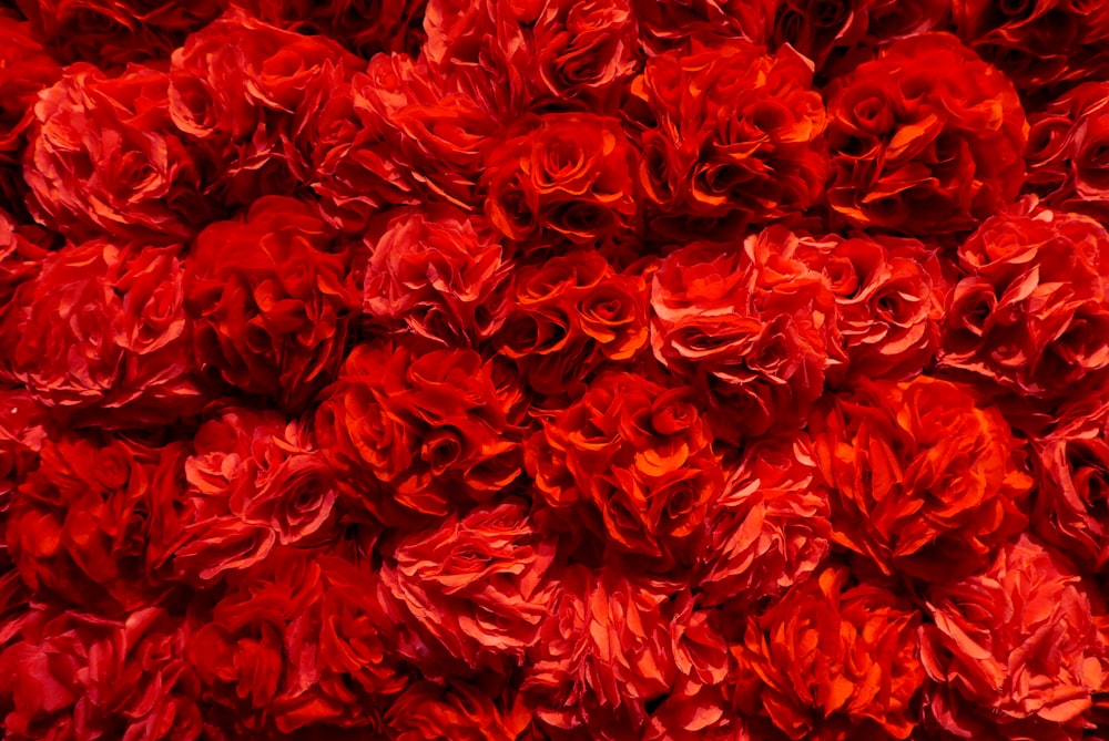 展示されている赤い花の束