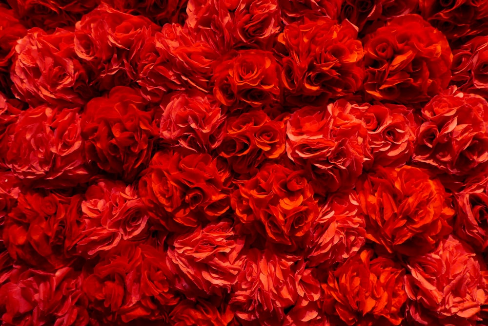 a bunch of red flowers that are on display