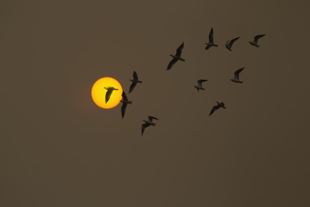 a flock of birds flying in front of the sun