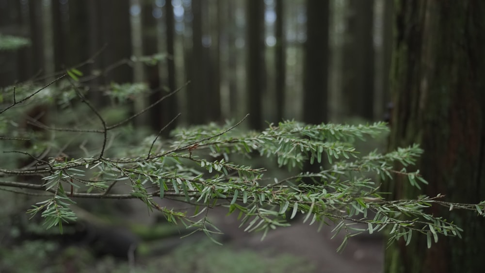 um close up de um galho de árvore em uma floresta