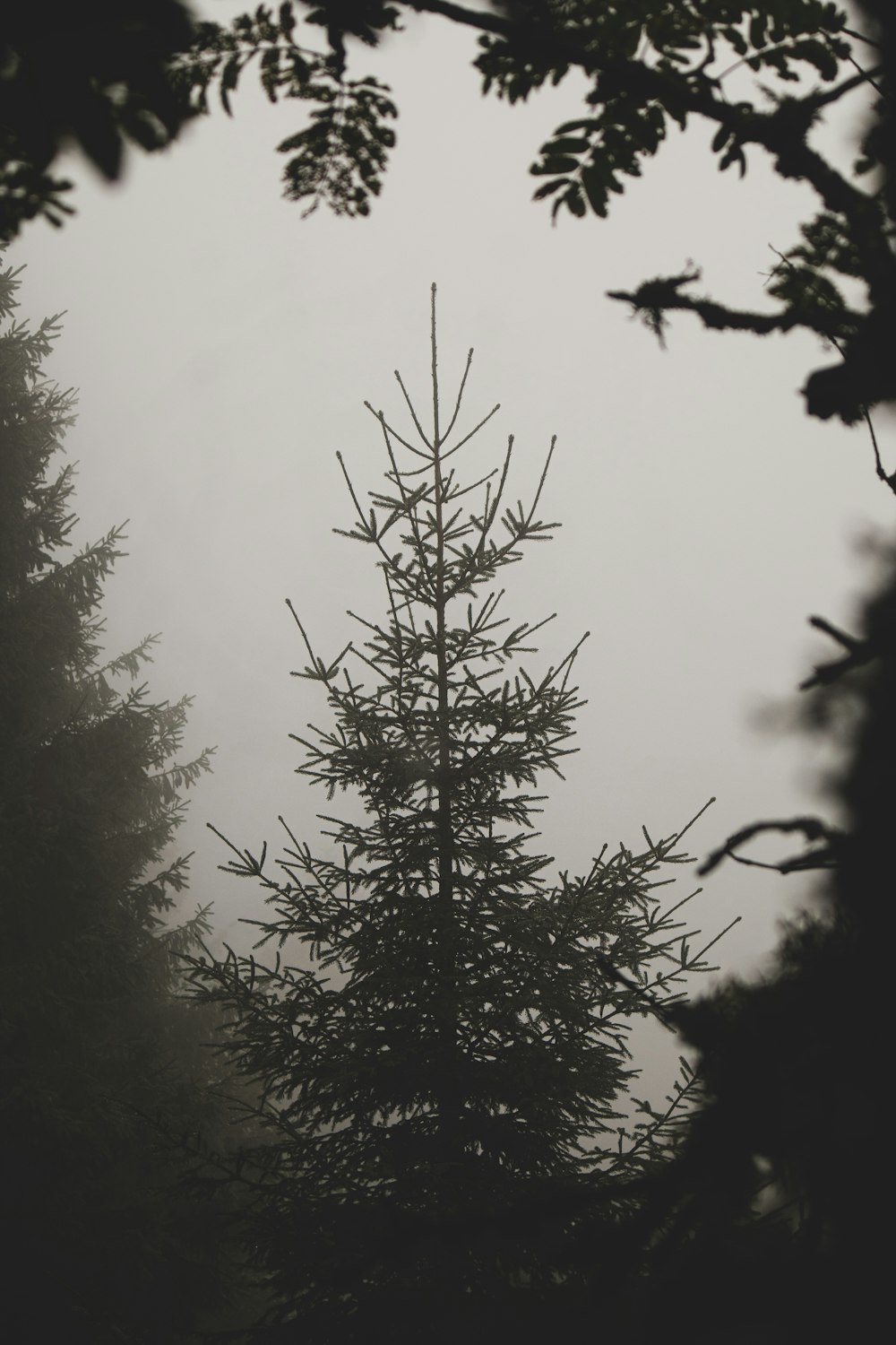 Ein Schwarz-Weiß-Foto von Bäumen im Nebel