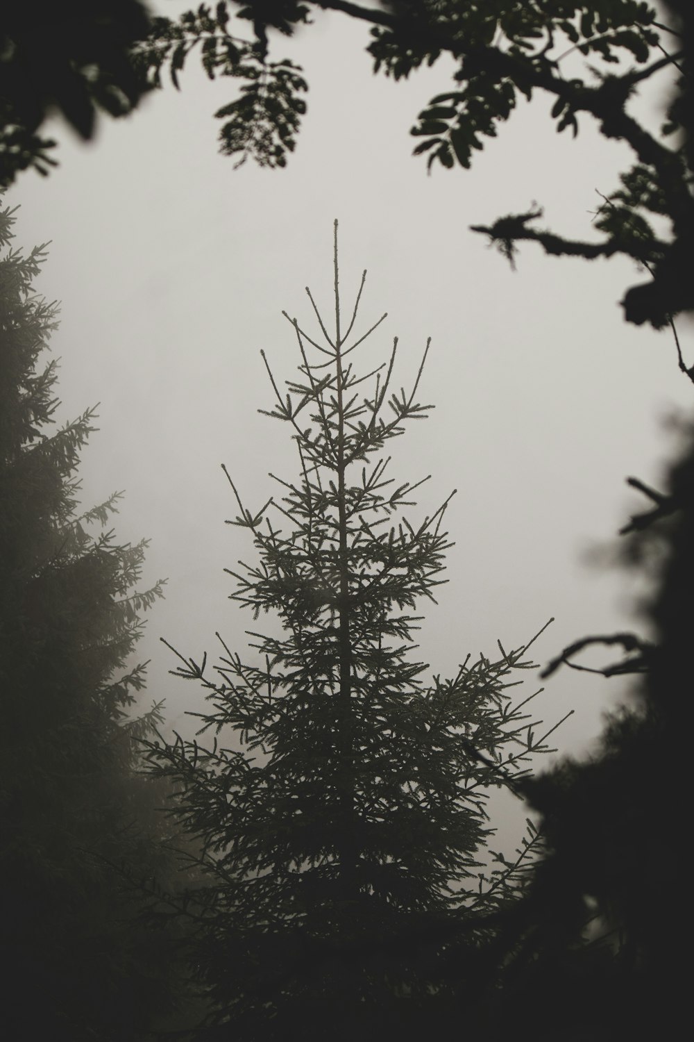 a black and white photo of trees in the fog