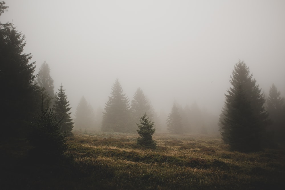 a grassy field with trees in the fog