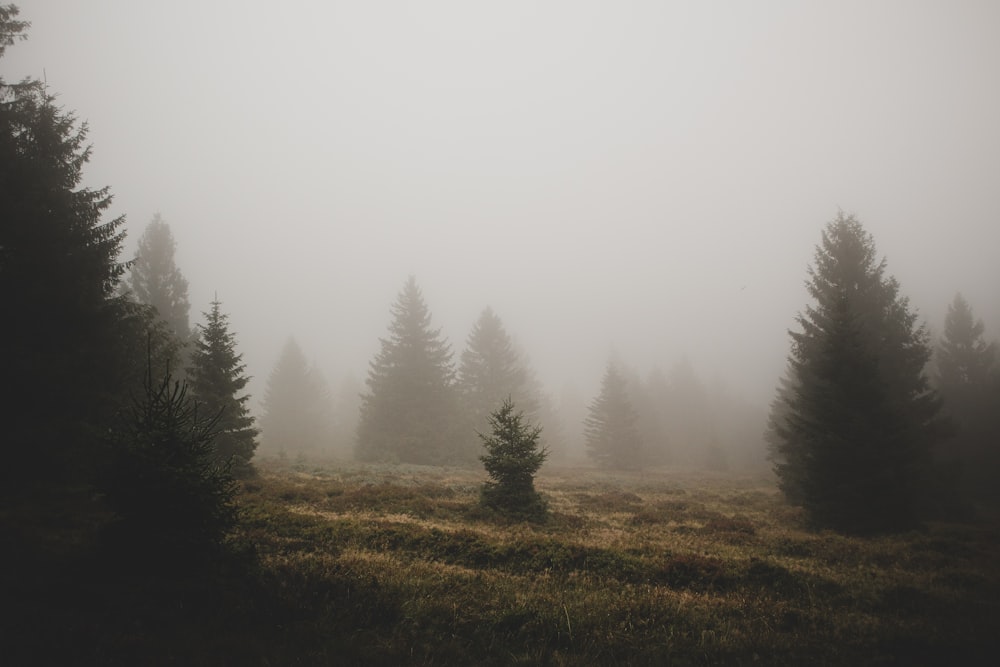 ein grasbewachsenes Feld mit Bäumen im Nebel