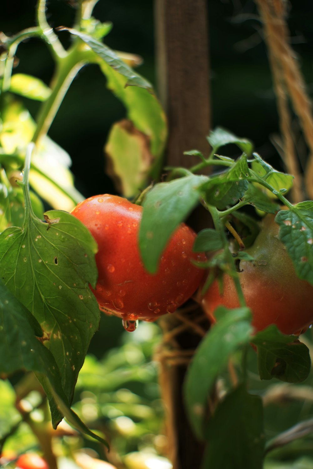 Un primo piano di una pianta di pomodoro con foglie verdi