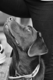 a black and white photo of a dog looking up