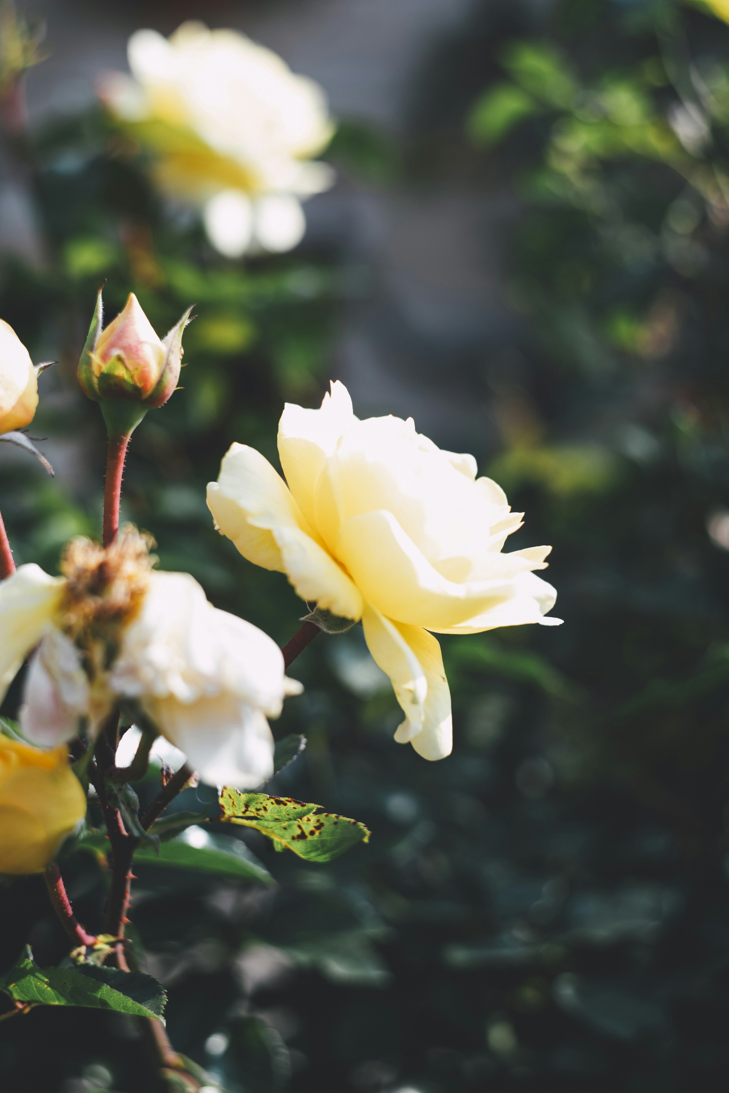 Photo by markusspiske