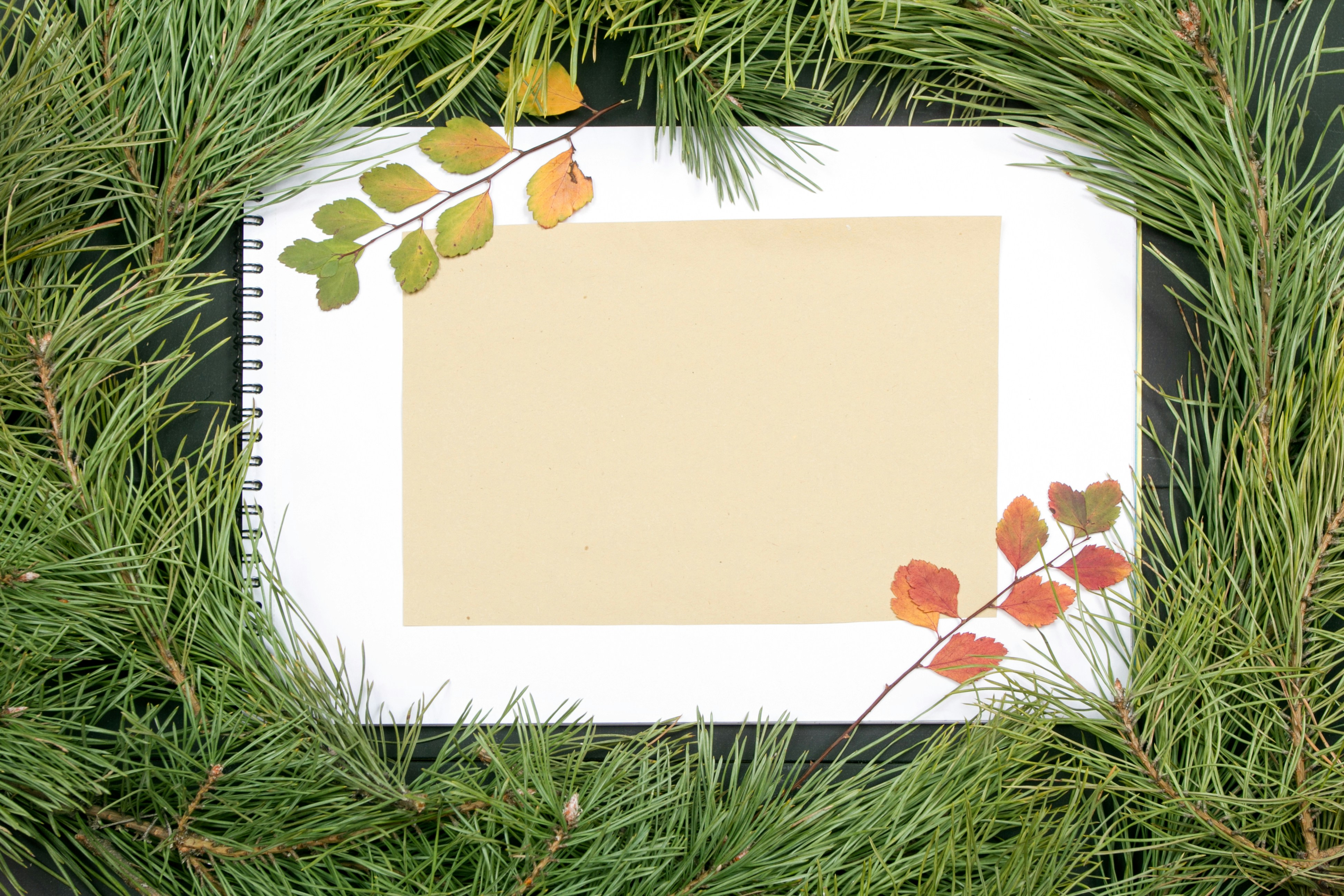Christmas Greeting Card. Fir Branch And Decoration On Plank