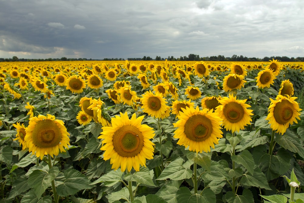 Ein großes Sonnenblumenfeld unter einem bewölkten Himmel