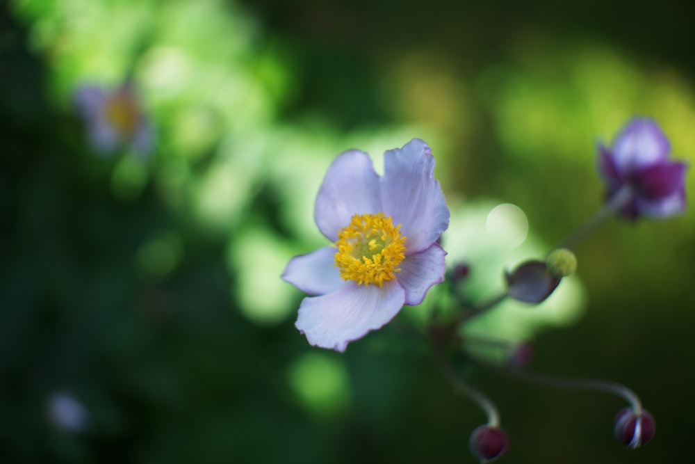 a white flower with a yellow center surrounded by other flowers