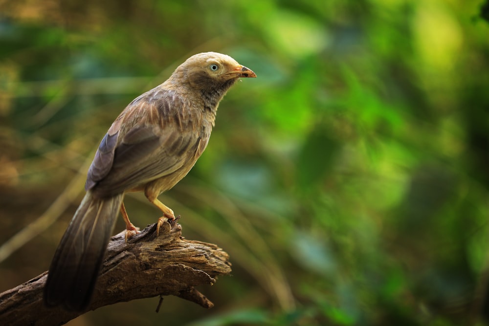 a bird sitting on top of a tree branch