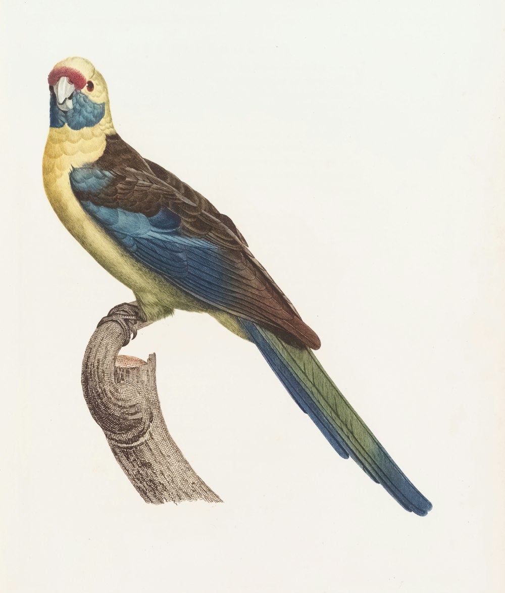 Un pájaro colorido posado en la cima de la rama de un árbol