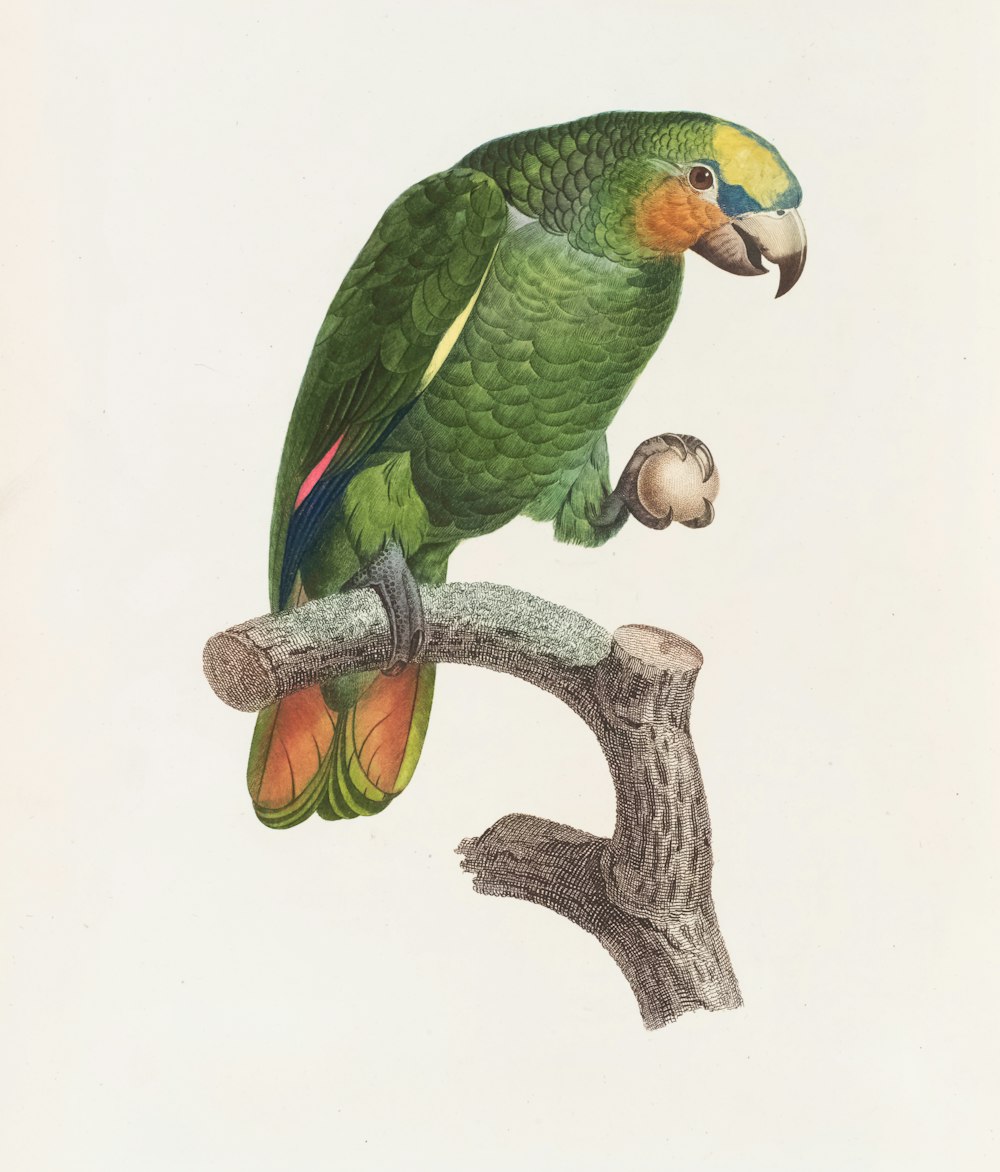 a green parrot sitting on top of a tree branch