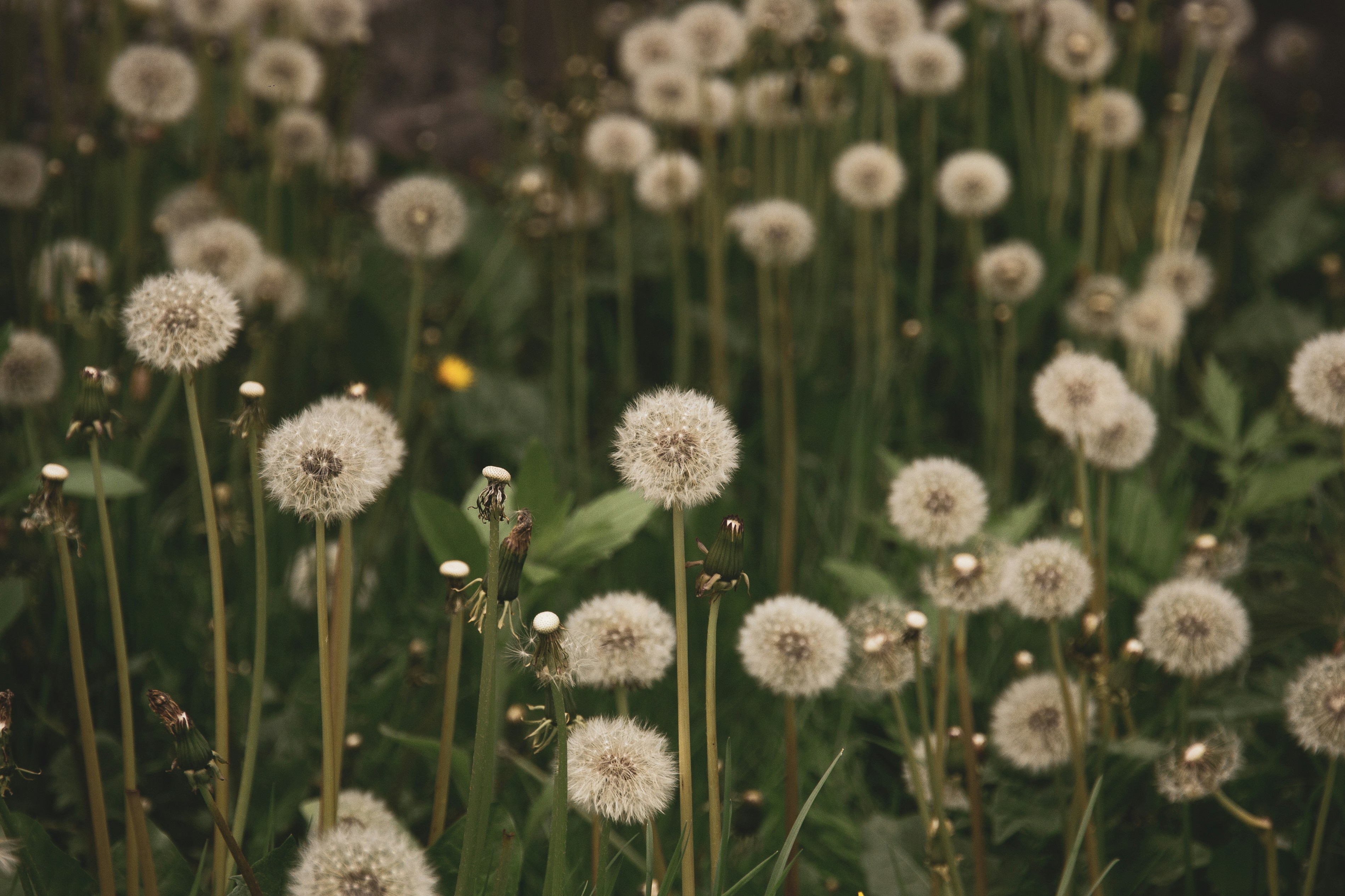 Photo by nocturnal_corvus