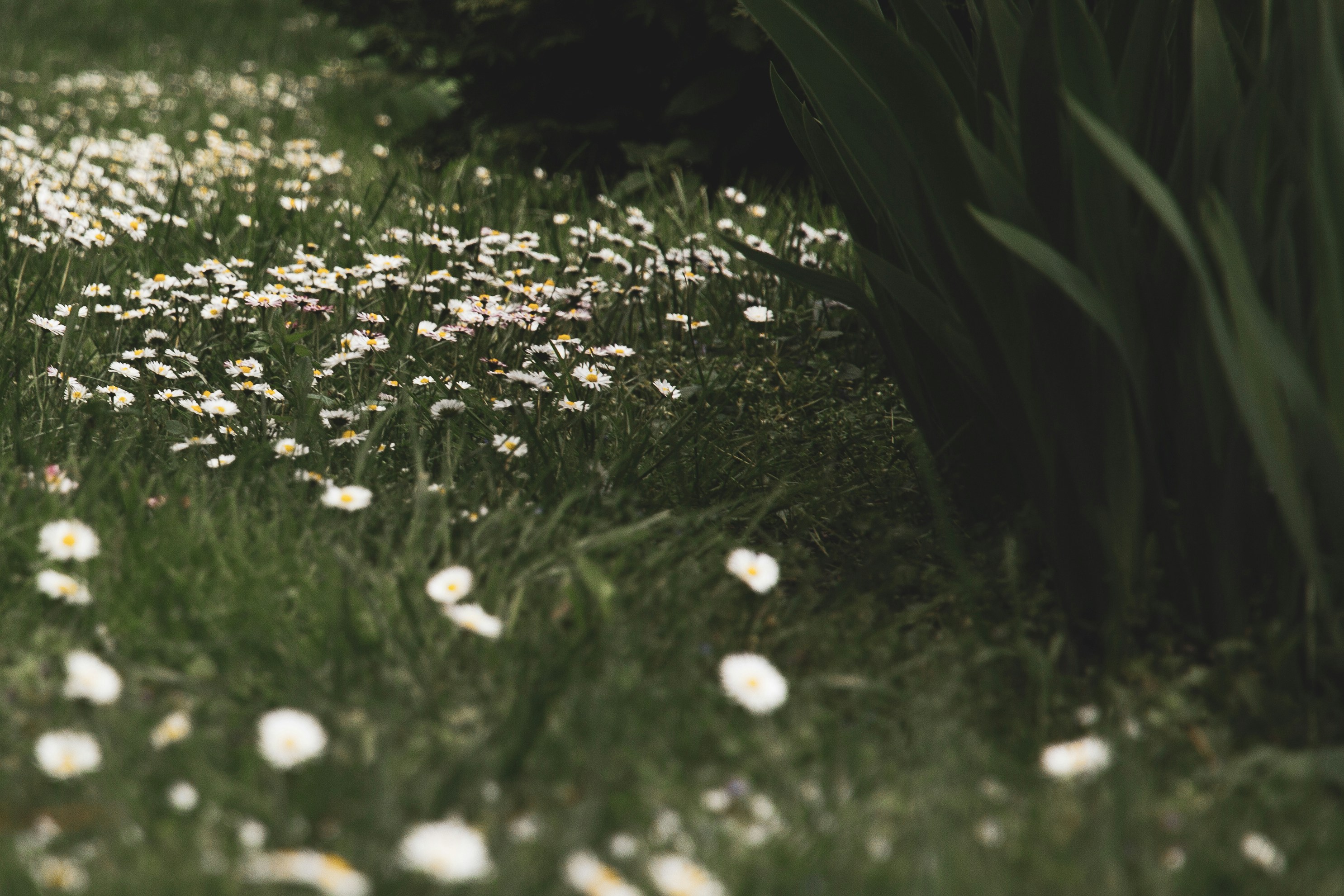 Photo by nocturnal_corvus