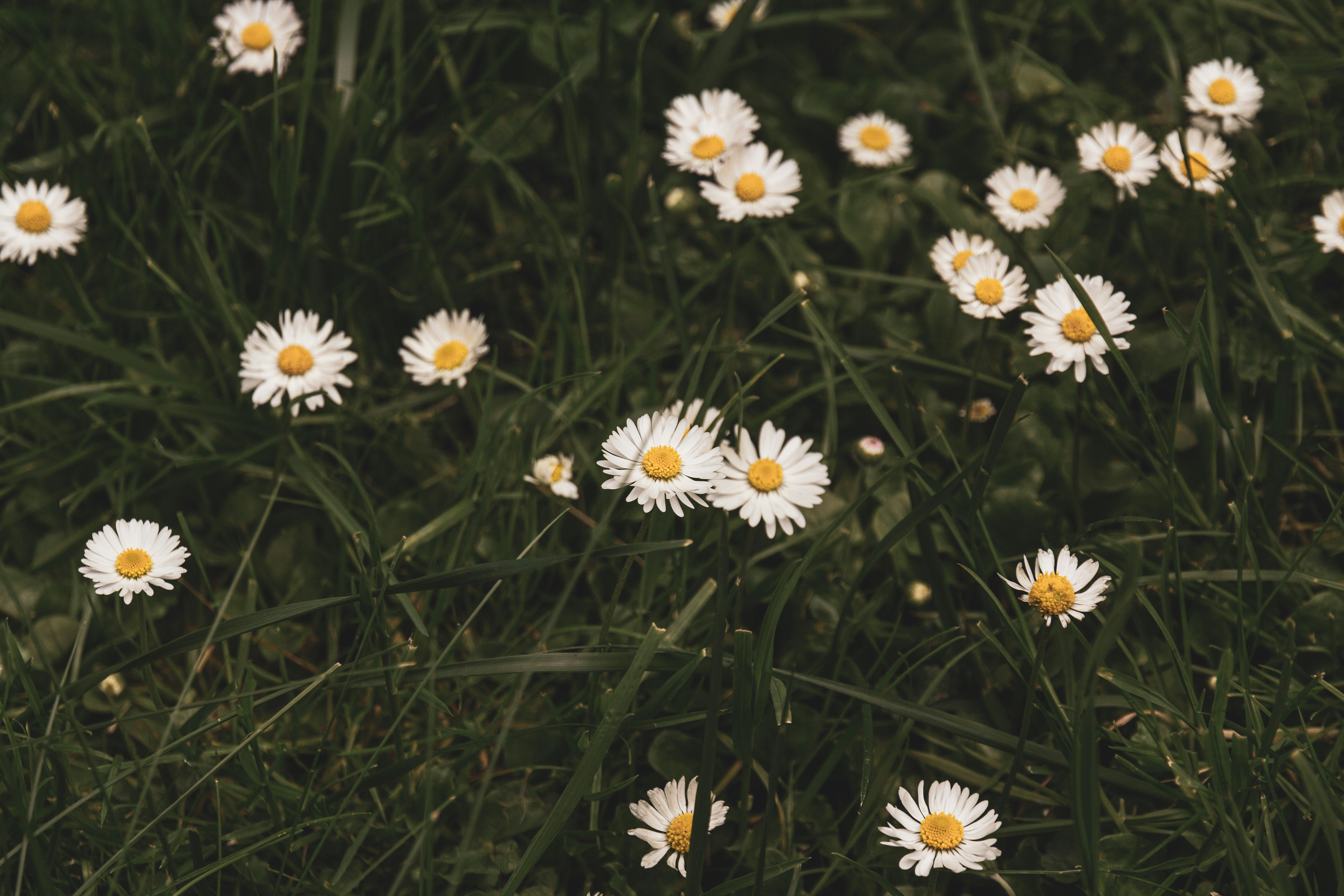 Photo by nocturnal_corvus