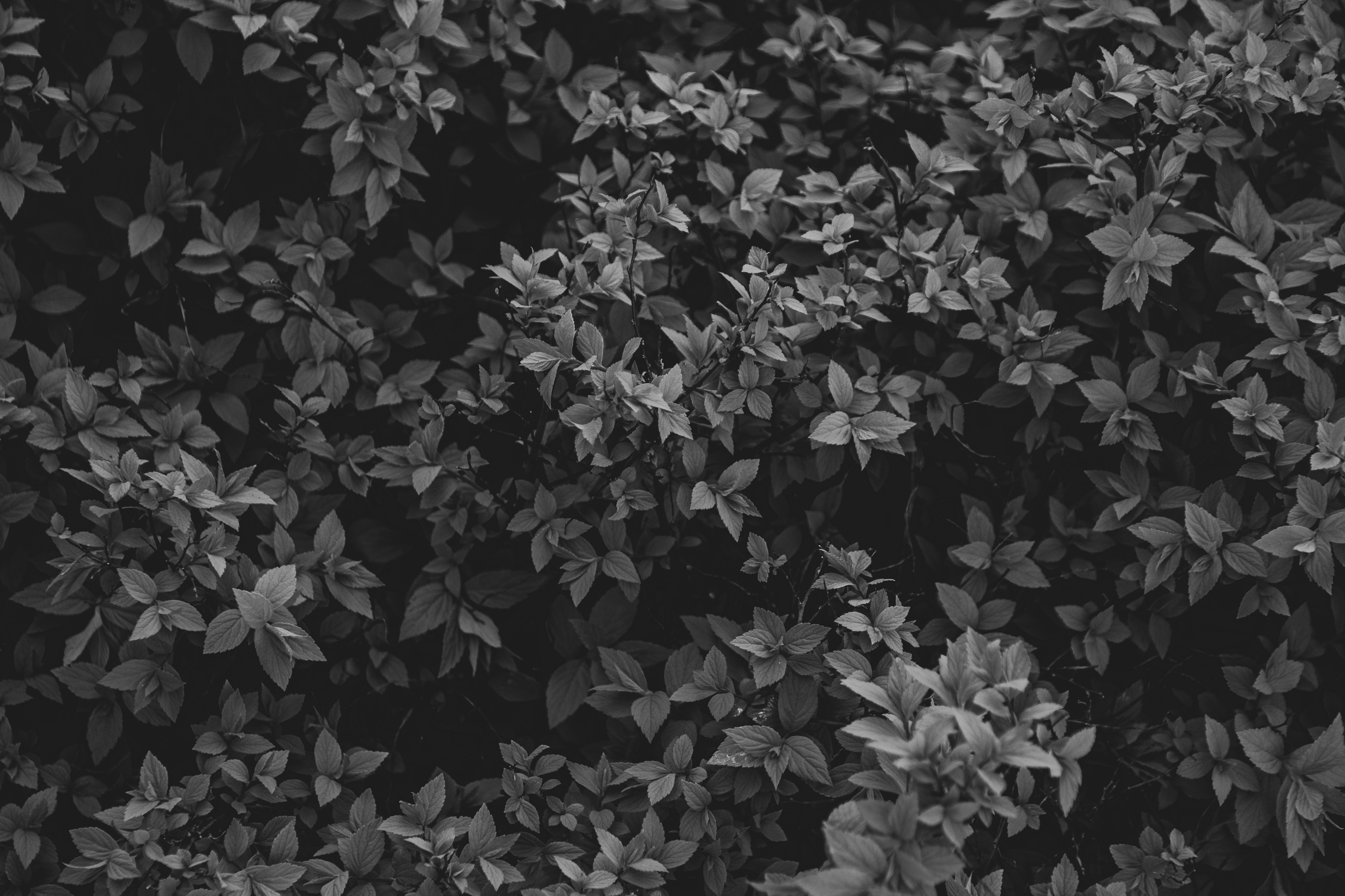 Photo by nocturnal_corvus