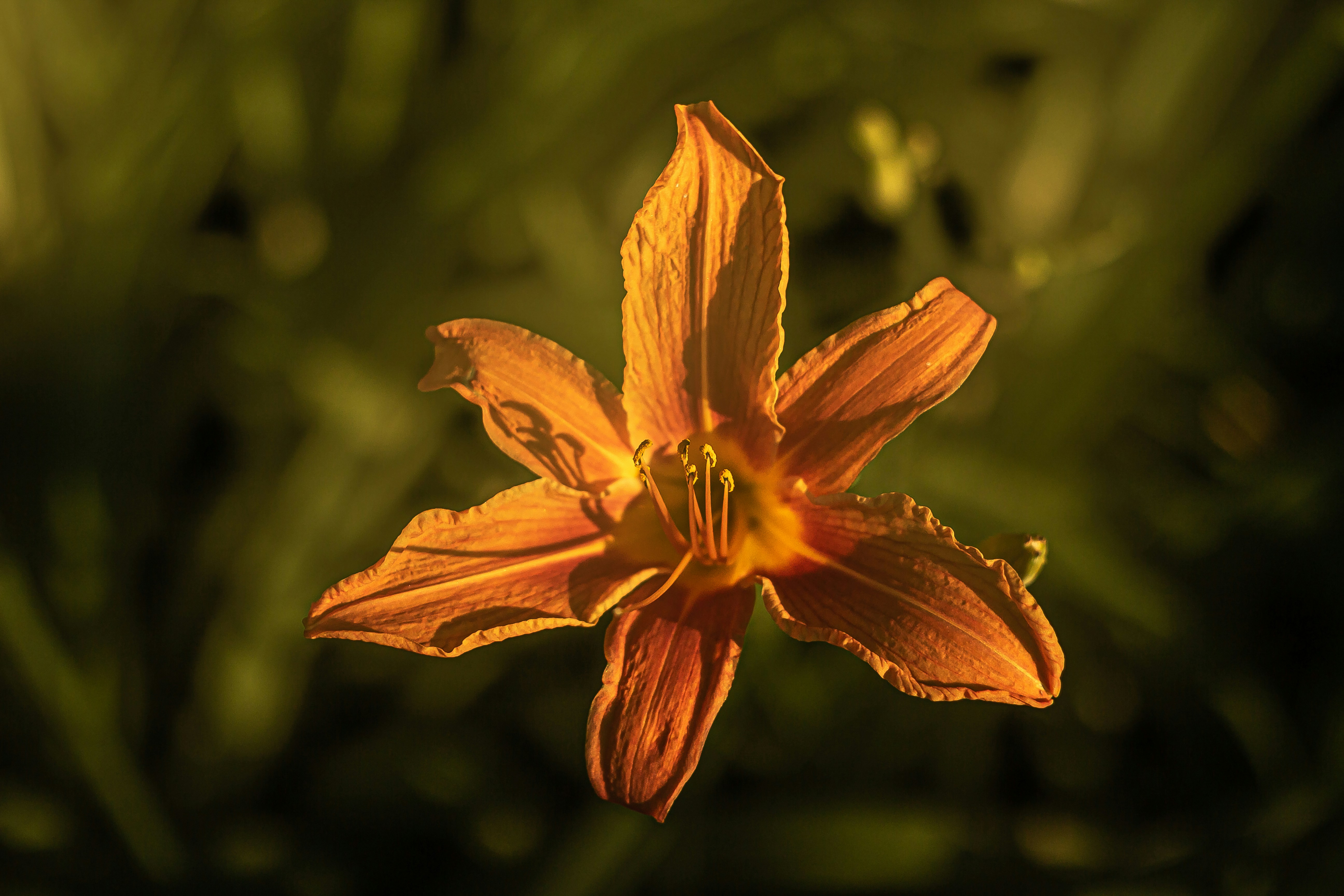 Photo by nocturnal_corvus