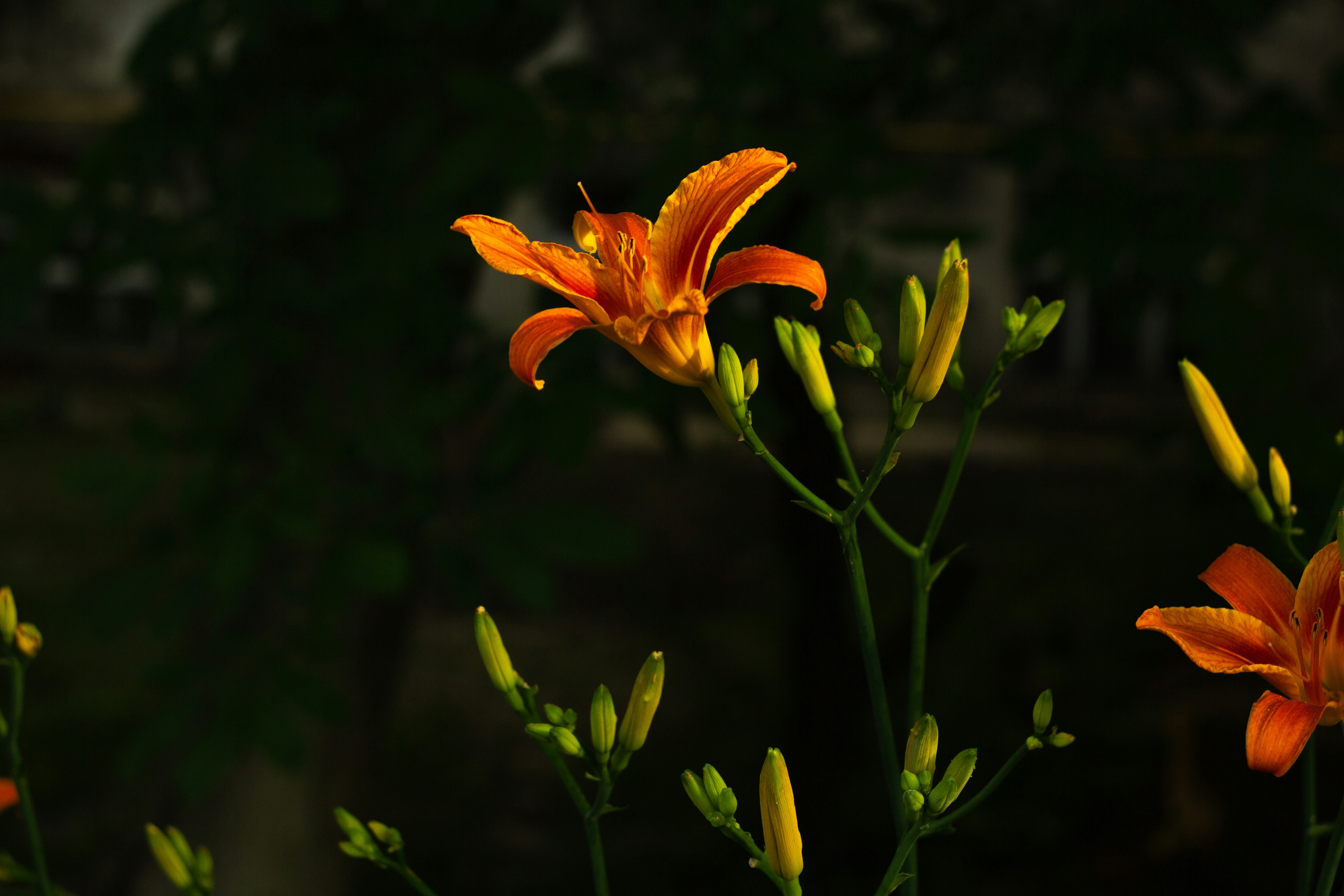 Photo by nocturnal_corvus