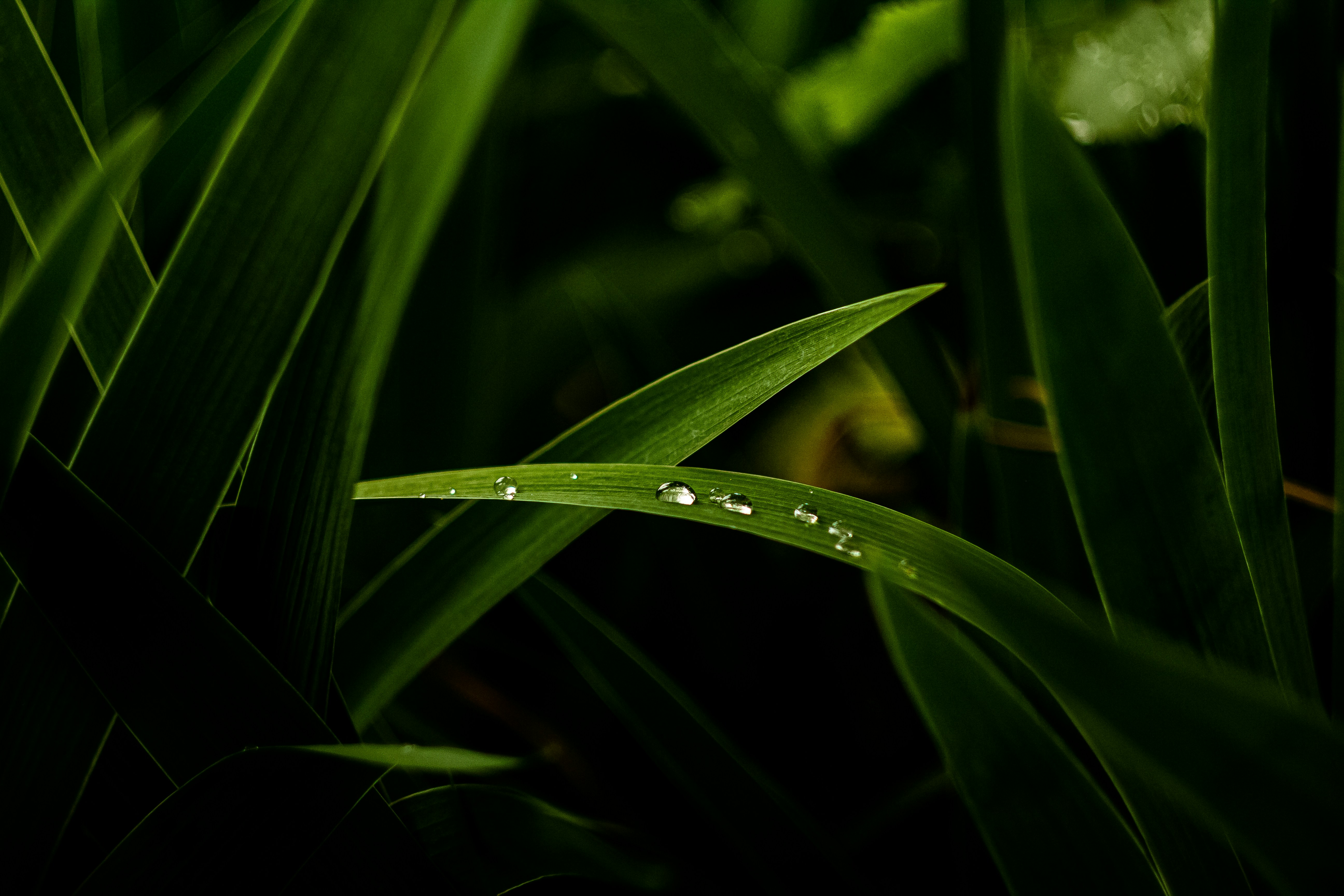 Photo by nocturnal_corvus