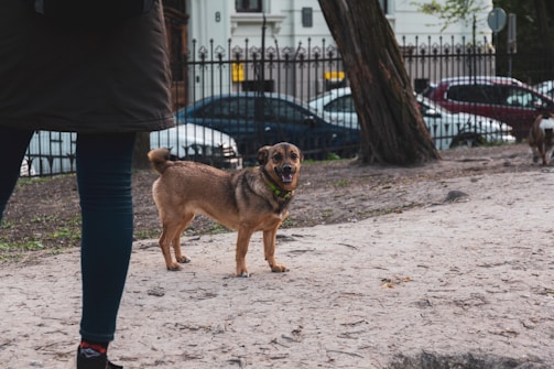 A small brown dog with a green collar stands on a dirt path in an urban park. The scene includes a person walking nearby, partially visible on the left side of the image. In the background, several parked cars and a fenced area line the street. Trees and buildings complete the urban setting.